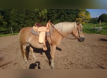 Haflinger, Stute, 14 Jahre, 150 cm, Falbe