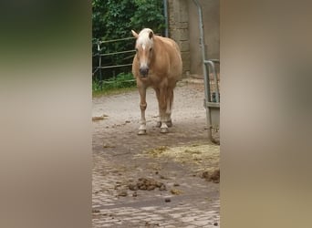 Haflinger, Stute, 14 Jahre, 150 cm, Falbe