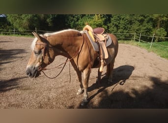 Haflinger, Stute, 14 Jahre, 150 cm, Falbe