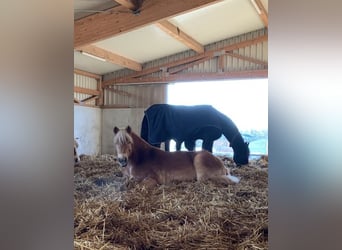 Haflinger, Stute, 14 Jahre, 150 cm