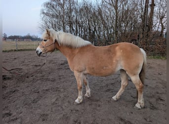Haflinger, Stute, 14 Jahre, 150 cm, Fuchs