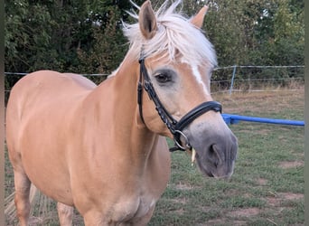 Haflinger, Stute, 14 Jahre, 150 cm, Fuchs