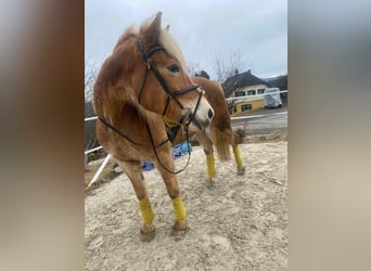 Haflinger, Stute, 14 Jahre, 150 cm, Fuchs