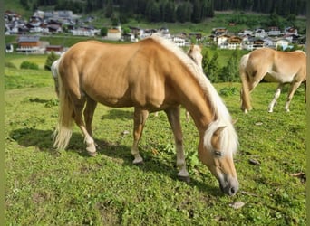 Haflinger, Stute, 14 Jahre, 150 cm, Fuchs