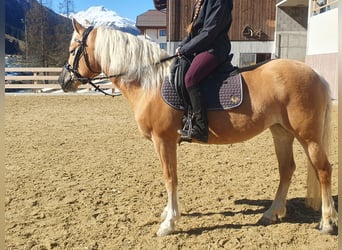 Haflinger, Stute, 14 Jahre, 150 cm, Fuchs