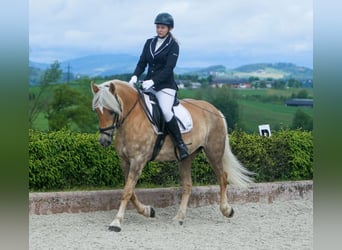 Haflinger, Stute, 14 Jahre, 152 cm, Dunkelfuchs