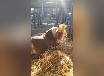 Haflinger, Stute, 14 Jahre, 153 cm, Dunkelfuchs