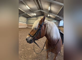 Haflinger, Stute, 14 Jahre, 153 cm, Dunkelfuchs