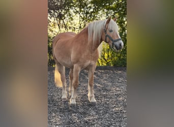 Haflinger, Stute, 14 Jahre, 153 cm, Fuchs