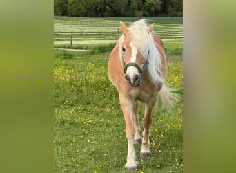 Haflinger, Stute, 14 Jahre, 153 cm, Fuchs