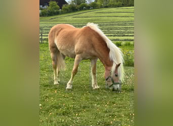 Haflinger, Stute, 14 Jahre, 153 cm, Fuchs