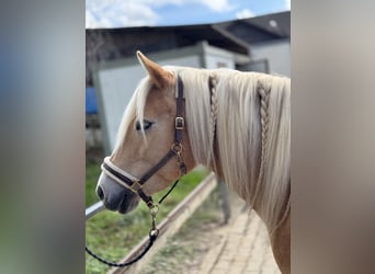 Haflinger, Stute, 14 Jahre, 153 cm, Fuchs