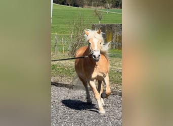 Haflinger, Stute, 14 Jahre, 153 cm, Fuchs