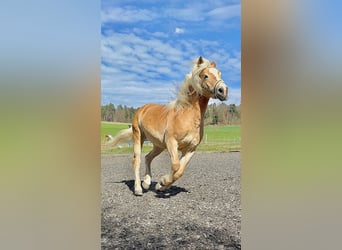 Haflinger, Stute, 14 Jahre, 153 cm, Fuchs