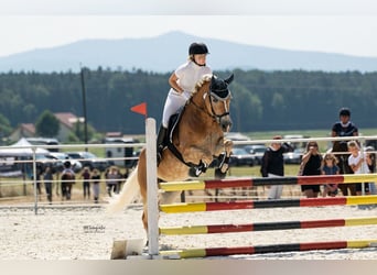 Haflinger, Stute, 14 Jahre, 154 cm, Fuchs