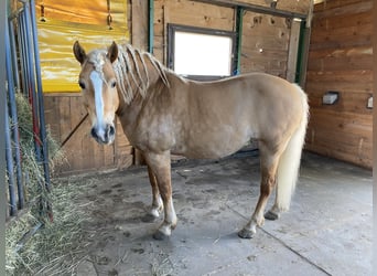 Haflinger, Stute, 14 Jahre, 155 cm