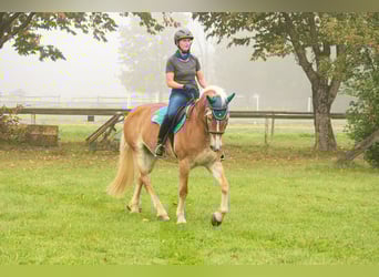 Haflinger, Stute, 14 Jahre, 155 cm