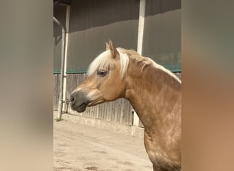 Haflinger, Stute, 14 Jahre, 156 cm, Fuchs