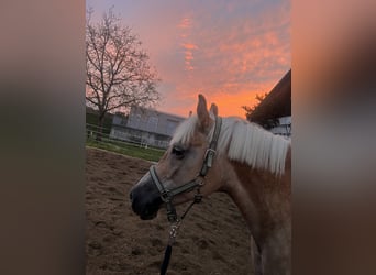 Haflinger, Stute, 14 Jahre, 164 cm, Palomino