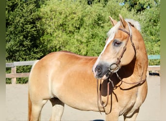 Haflinger, Stute, 14 Jahre, Dunkelfuchs