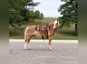 Haflinger, Stute, 14 Jahre, Dunkelfuchs