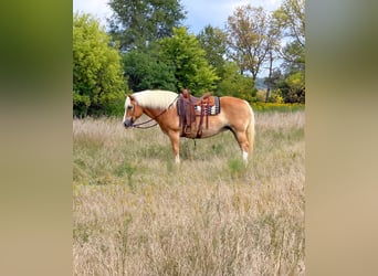Haflinger, Stute, 14 Jahre, Dunkelfuchs