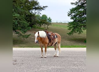 Haflinger, Stute, 14 Jahre, Dunkelfuchs