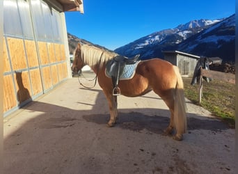 Haflinger, Stute, 14 Jahre