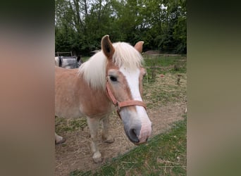 Haflinger, Stute, 15 Jahre, 132 cm, Dunkelfuchs