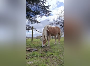 Haflinger, Stute, 15 Jahre, 140 cm, Fuchs