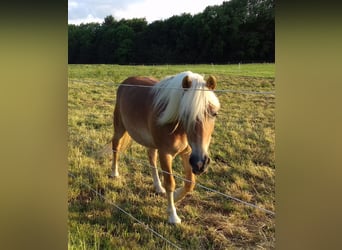 Haflinger, Stute, 15 Jahre, 143 cm