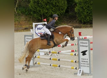 Haflinger, Stute, 15 Jahre, 145 cm, Fuchs