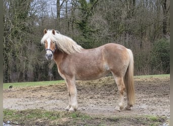 Haflinger, Stute, 15 Jahre, 145 cm, Fuchs