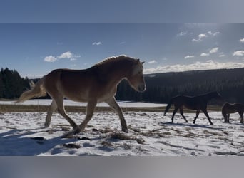 Haflinger, Stute, 15 Jahre, 145 cm, Fuchs