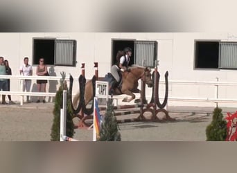 Haflinger, Stute, 15 Jahre, 146 cm, Fuchs