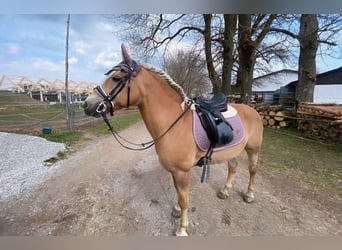 Haflinger, Stute, 15 Jahre, 148 cm