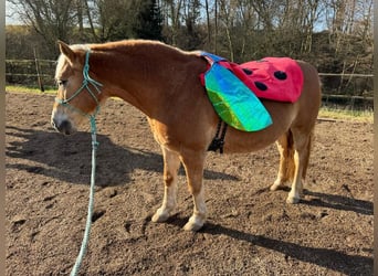 Haflinger, Stute, 15 Jahre, 150 cm, Falbe