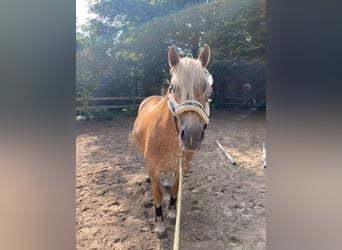Haflinger, Stute, 15 Jahre, 150 cm