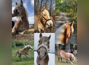 Haflinger, Stute, 15 Jahre, 150 cm