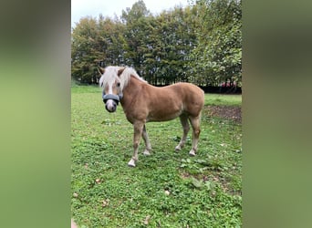 Haflinger, Stute, 15 Jahre, 150 cm, Fuchs