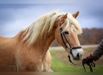 Haflinger, Stute, 15 Jahre, 150 cm, Fuchs