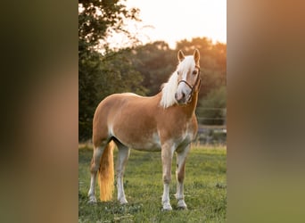 Haflinger, Stute, 15 Jahre, 150 cm, Fuchs