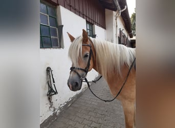 Haflinger, Stute, 15 Jahre, 150 cm, Fuchs