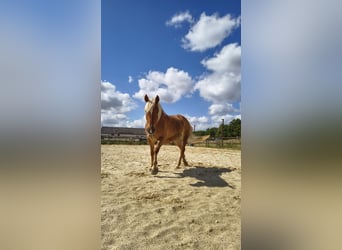 Haflinger Mix, Stute, 15 Jahre, 150 cm, Fuchs