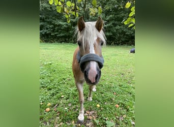 Haflinger, Stute, 15 Jahre, 150 cm, Fuchs