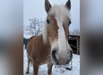 Haflinger Mix, Stute, 15 Jahre, 152 cm