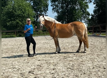 Haflinger, Stute, 15 Jahre, 153 cm, Fuchs