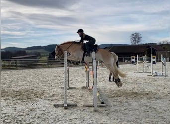 Haflinger, Stute, 15 Jahre, 154 cm, Fuchs