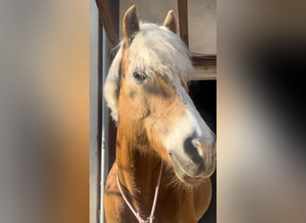 Haflinger, Stute, 15 Jahre, 156 cm, Fuchs