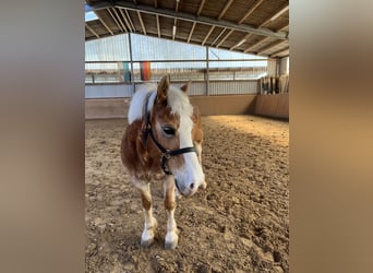 Haflinger, Stute, 16 Jahre, 140 cm, Fuchs